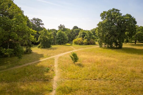 Willis Grove, Balls Park, Hertford