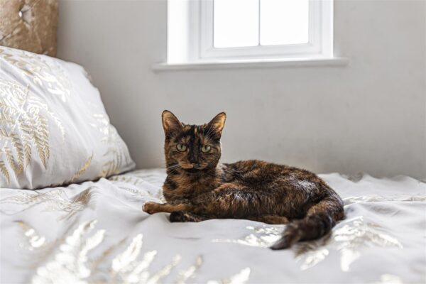 Parker Drive, Buntingford