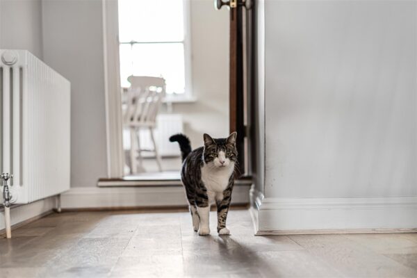 Balfour Street, Hertford