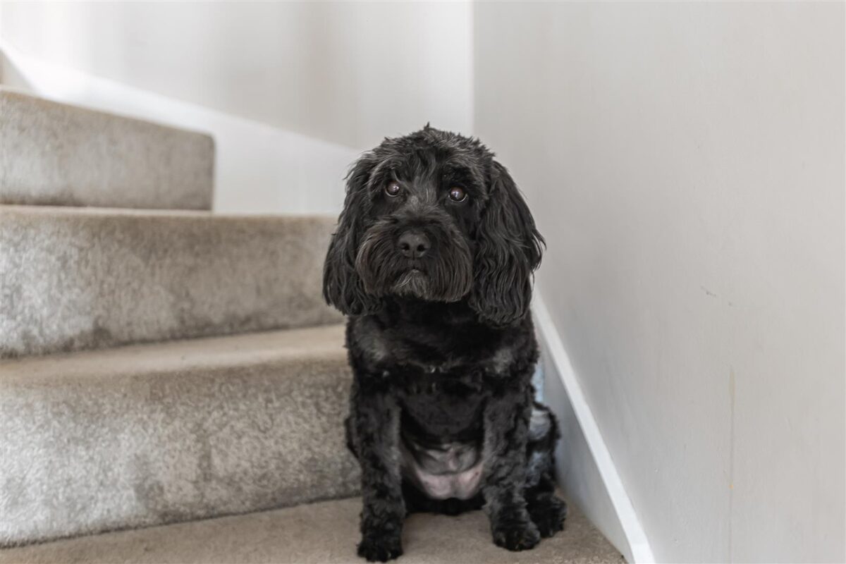 Parker Drive, Buntingford